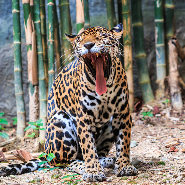beautiful wild Jaguar 