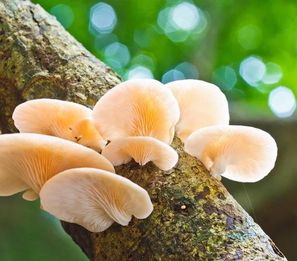 White mushrooms on tree — Stock Photo, Image