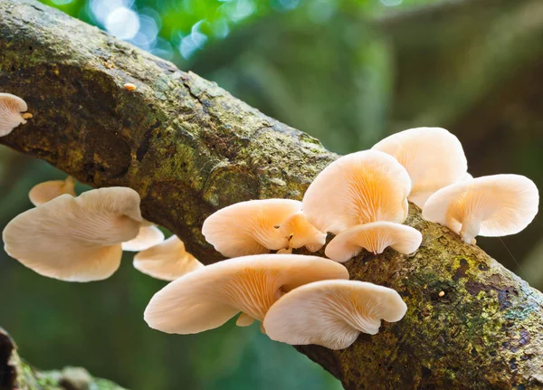 White mushrooms on tree — Stock Photo, Image