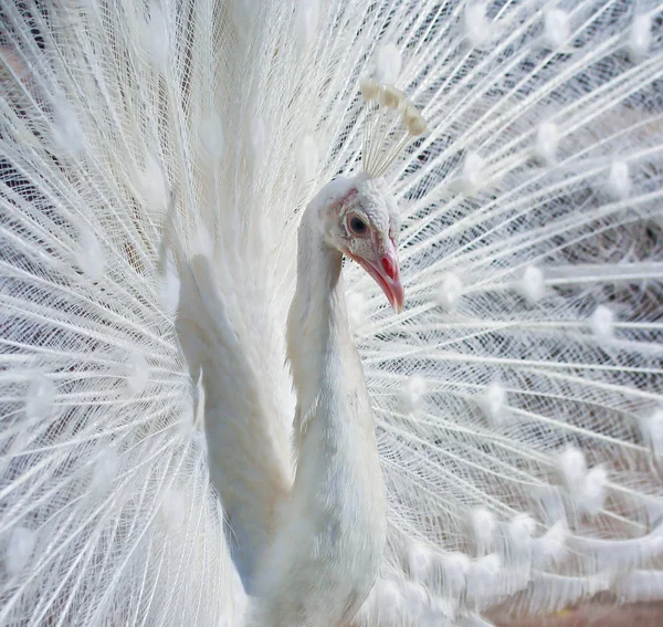 Belo pavão branco — Fotografia de Stock