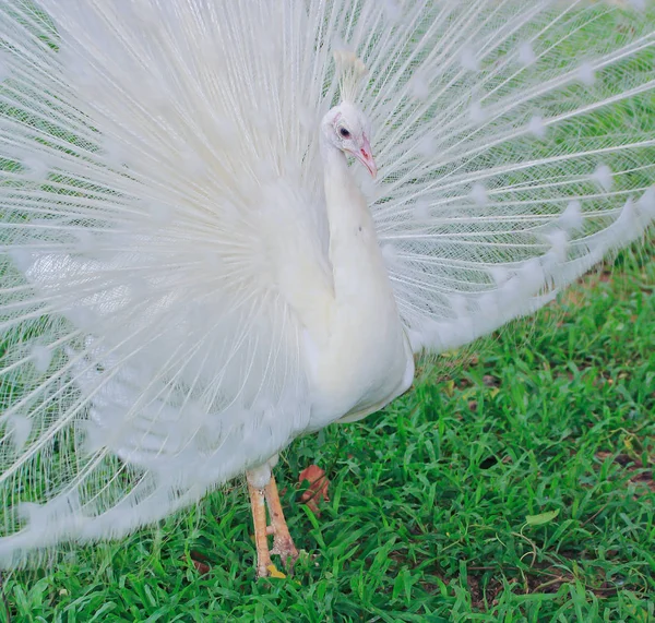 Belo pavão branco — Fotografia de Stock