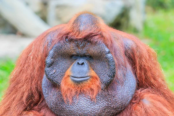 Velké hnědé Orangutan — Stock fotografie