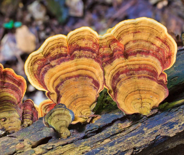 Naturbraune Pilze — Stockfoto