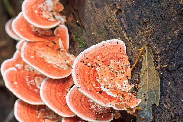 Natuur roze paddestoelen — Stockfoto