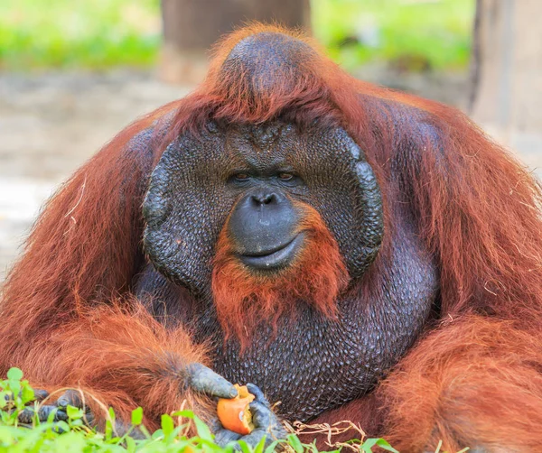 Big brown orangutan — Stock Photo, Image