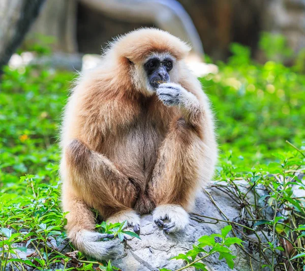 Gibbon seduto sulla roccia — Foto Stock
