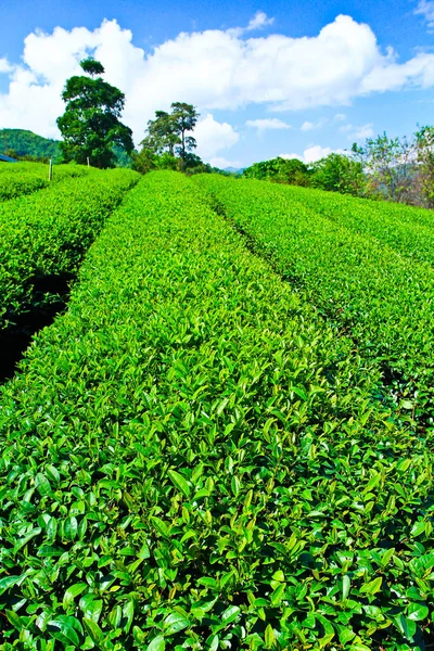Fältet av teplantage — Stockfoto