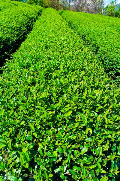 Campo di piantagione di tè — Foto Stock