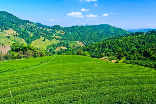 Campo di piantagione di tè — Foto Stock