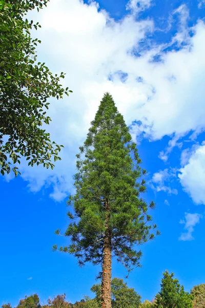 高い松の木 ロイヤリティフリーのストック写真
