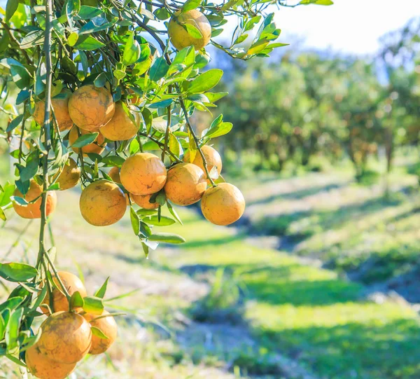 Orange tree with ripe oranges — Stock Photo, Image