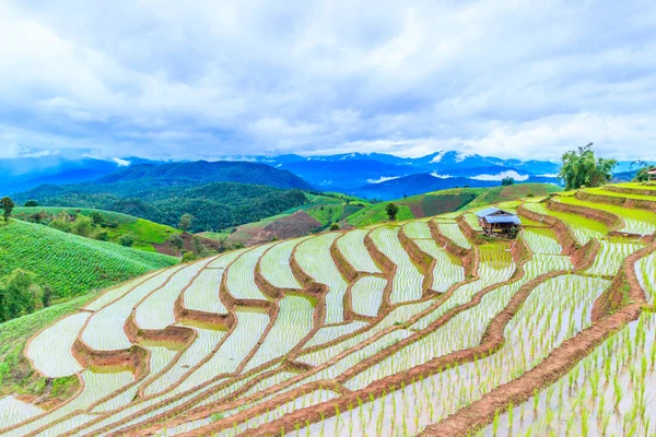 Rýžové pole v pa pong pieng — Stock fotografie
