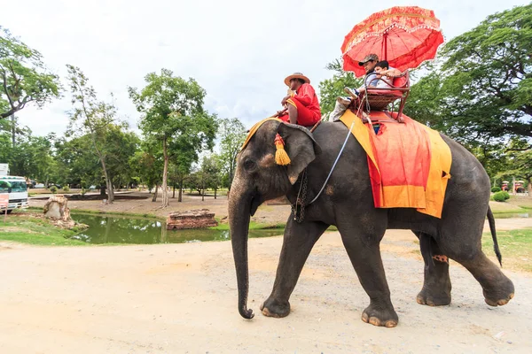 Antik kentin içinde fil sürme turist 