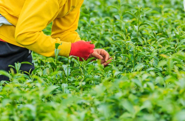 Trabajador recogiendo hojas de té — Foto de Stock