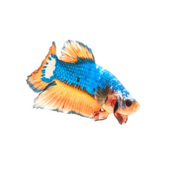 Siyam mücadele balık