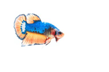 Siyam mücadele balık