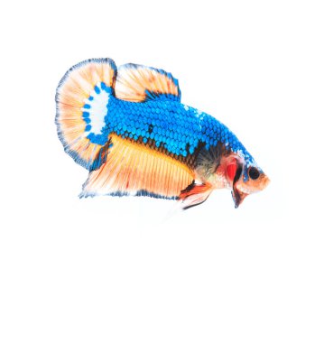 Siyam mücadele balık