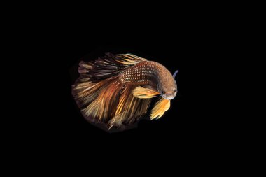 Siyam mücadele balık