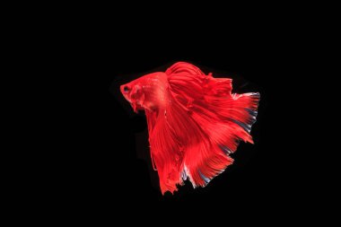 Siyam mücadele balık