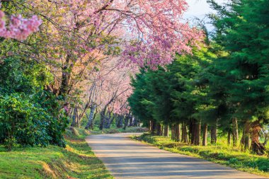 Sakura ağaçlarının çiçek 