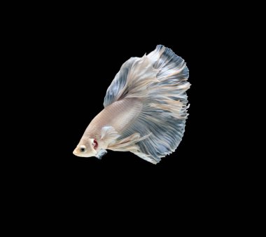 Siyam mücadele balık