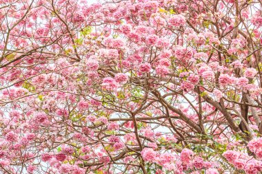Tabebuia parlak pembe çiçeği