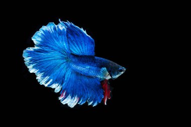 Siyam mücadele balık