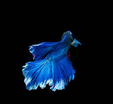 Siyam mücadele balık