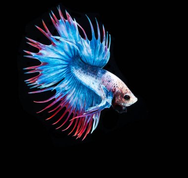 Siyam mücadele balık