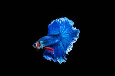 Siyam mücadele balık