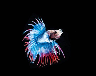 Siyam mücadele balık