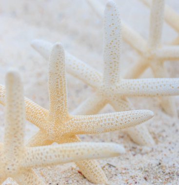 Deniz yıldızı beyaz kumlu plaj 