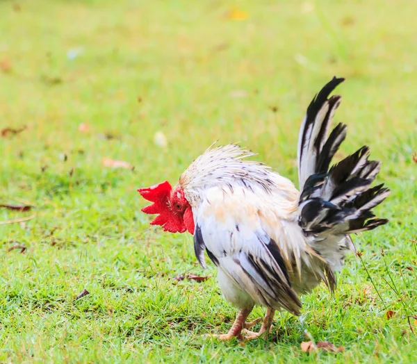 Bantam Cocks on green grass — Stock Photo, Image