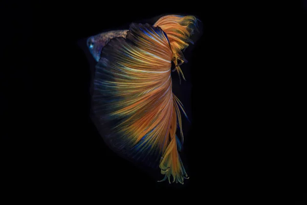 Siamese fighting fish — Stock Photo, Image