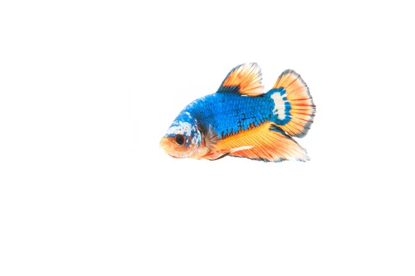 Siamese fighting fish — Stock Photo, Image