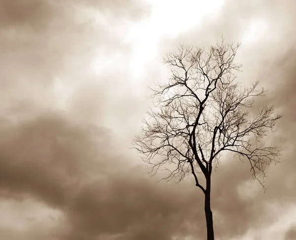 Silhouette di albero morto — Foto Stock