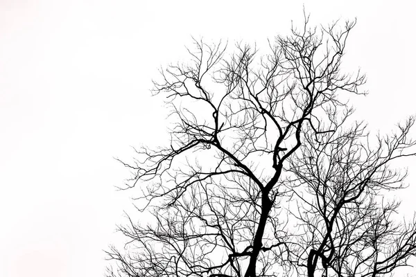 Silhouette di albero morto — Foto Stock