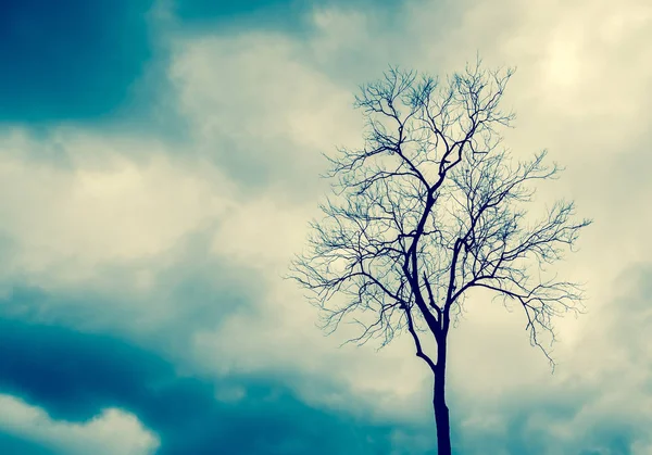 Silhouette di albero morto — Foto Stock