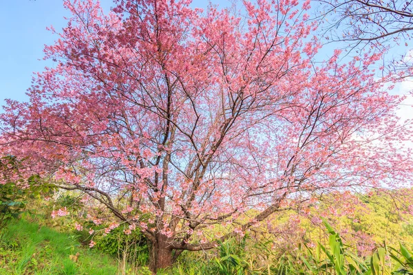 樱花的粉红色的花 — 图库照片