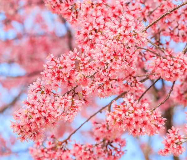 Flor rosa de Sakura — Fotografia de Stock