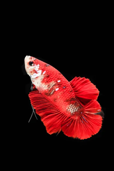 Siamese fighting fish — Stock Photo, Image