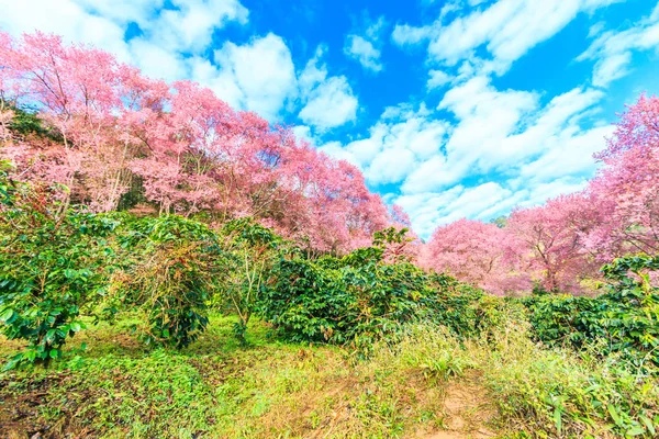 Sakura blossoming in Thailand — Stock Photo, Image