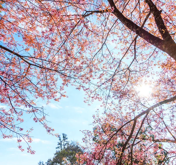 Ροζ λουλούδια του δέντρου Sakura — Φωτογραφία Αρχείου