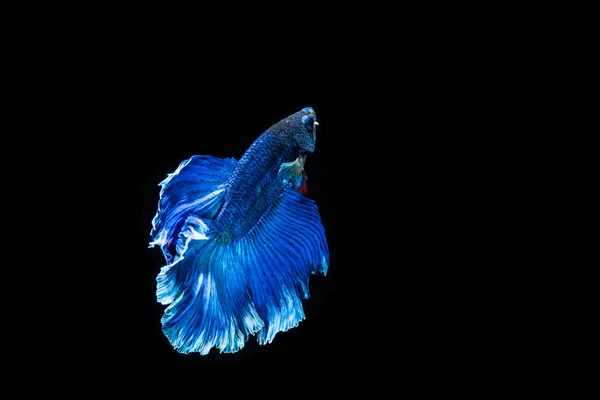 Siamese fighting fish — Stock Photo, Image