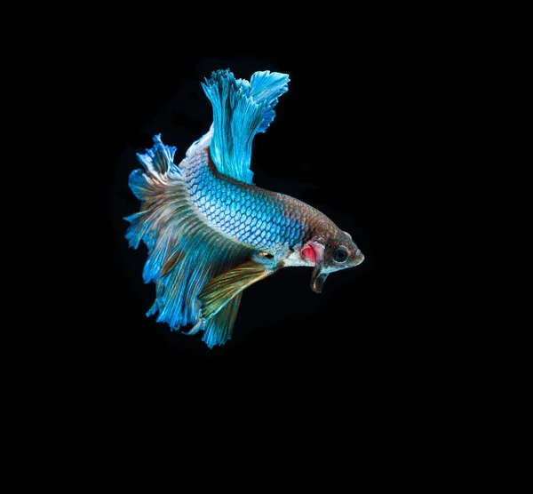 Siamesischer Kampffisch — Stockfoto