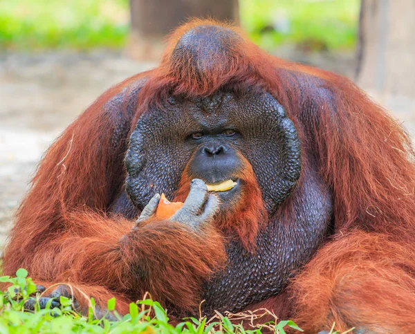 Big brown orangutan — Stock Photo, Image