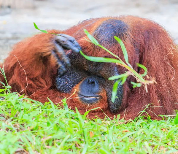 Big brown orangutan — Stock Photo, Image