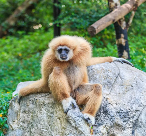 Gibbon sitting on rock — Stock Photo, Image