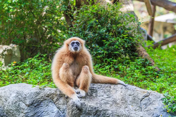 Gibbon sitzt auf Felsen — Stockfoto