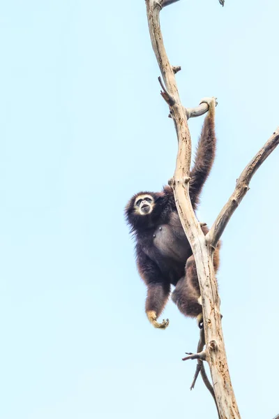 Gibbon auf Ast — Stockfoto